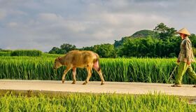 Lush Pakse countryside landscape on a Pakse Travel banner by Legend Tours Group.